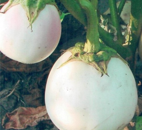 Eggplant Aubergine Globus 
